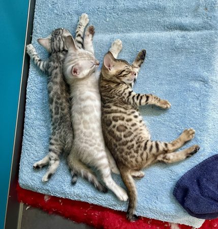 Image de la portée de chaton de l'élévage BIAU CLAIRE