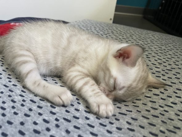 Image de la portée de chaton de l'élévage BIAU CLAIRE