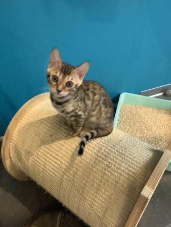 Image de la portée de chaton de l'élévage BIAU CLAIRE