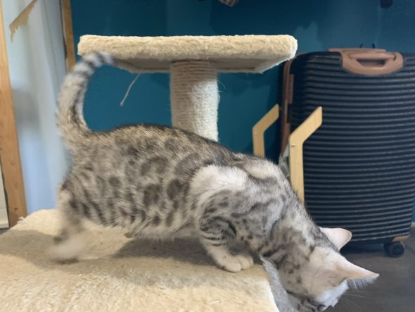 Image de la portée de chaton de l'élévage BIAU CLAIRE