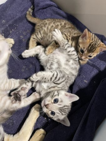 Image de la portée de chaton de l'élévage BIAU CLAIRE