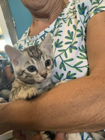 Image de la portée de chaton de l'élévage BIAU CLAIRE