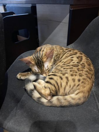 Image de la portée de chaton de l'élévage BIAU CLAIRE