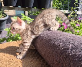 Chatons de race Bengal à vendre chez l'éleveur Diouz ti ar Steredenn