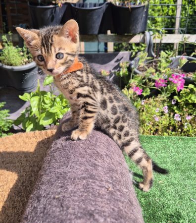 Image de la portée de chaton de l'élévage Diouz ti ar Steredenn