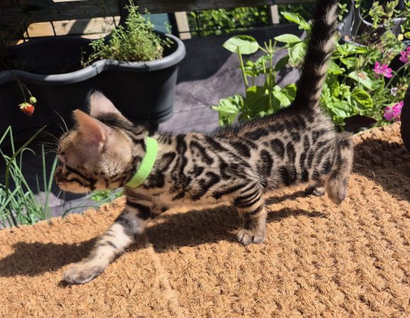 Image de la portée de chaton de l'élévage Diouz ti ar Steredenn