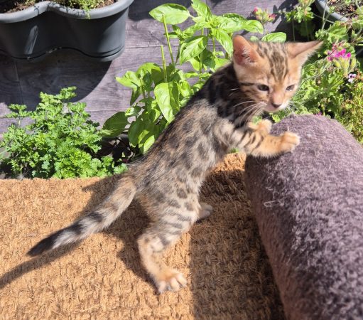 Image de la portée de chaton de l'élévage Diouz ti ar Steredenn