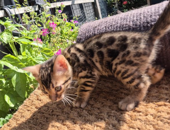 Image de la portée de chaton de l'élévage Diouz ti ar Steredenn