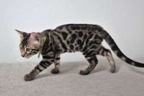 Chatons de race Bengal à vendre chez l'éleveur Diouz ti ar Steredenn