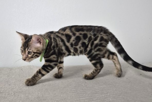 Image de la portée de chaton de l'élévage Diouz ti ar Steredenn