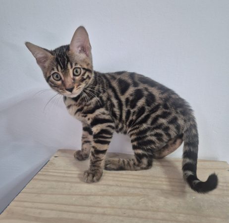 Image de la portée de chaton de l'élévage Diouz ti ar Steredenn