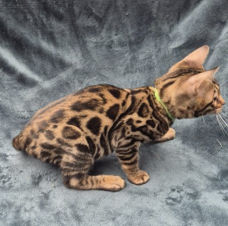 Image de la portée de chaton de l'élévage Diouz ti ar Steredenn
