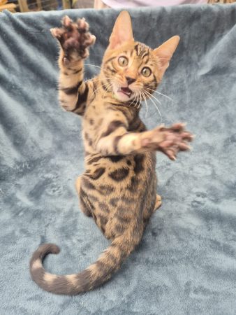 Image de la portée de chaton de l'élévage Diouz ti ar Steredenn