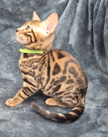 Image de la portée de chaton de l'élévage Diouz ti ar Steredenn