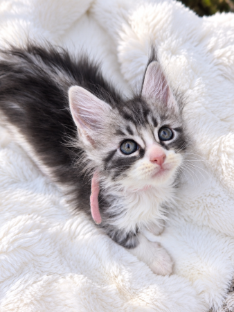 Image de la portée de chaton de l'élévage Diouz ti ar Steredenn