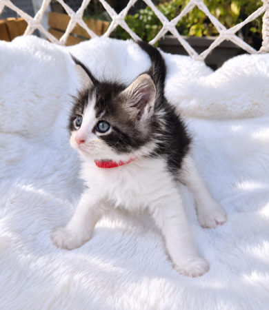 Image de la portée de chaton de l'élévage Diouz ti ar Steredenn