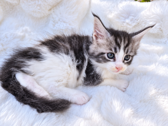 Image de la portée de chaton de l'élévage Diouz ti ar Steredenn