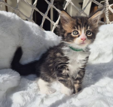 Image de la portée de chaton de l'élévage Diouz ti ar Steredenn
