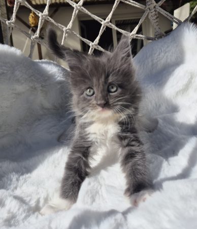 Image de la portée de chaton de l'élévage Diouz ti ar Steredenn