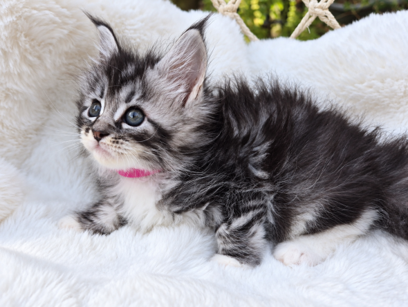 Image de la portée de chaton de l'élévage Diouz ti ar Steredenn
