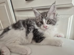 Chatons de race Bengal à vendre chez l'éleveur Diouz ti ar Steredenn