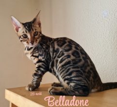 Chatons de race Bengal à vendre chez l'éleveur LA GALAXIE DE MAELYSSIA
