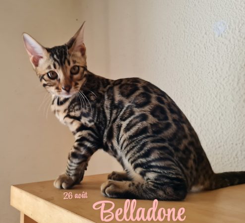 Image de la portée de chaton de l'élévage LA GALAXIE DE MAELYSSIA