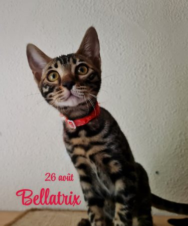 Image de la portée de chaton de l'élévage LA GALAXIE DE MAELYSSIA