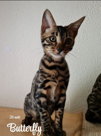 Image de la portée de chaton de l'élévage LA GALAXIE DE MAELYSSIA