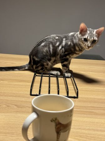 Image de la portée de chaton de l'élévage LA DYNASTIE D&rsquo;AMBRE