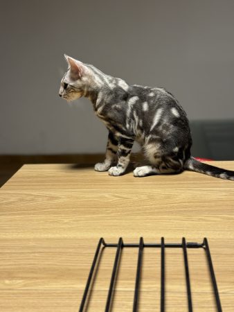 Image de la portée de chaton de l'élévage LA DYNASTIE D&rsquo;AMBRE