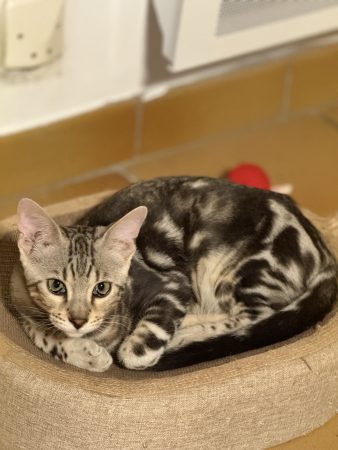 Image de la portée de chaton de l'élévage LA DYNASTIE D&rsquo;AMBRE