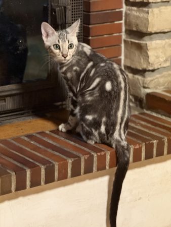 Image de la portée de chaton de l'élévage LA DYNASTIE D&rsquo;AMBRE