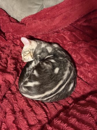 Image de la portée de chaton de l'élévage LA DYNASTIE D&rsquo;AMBRE