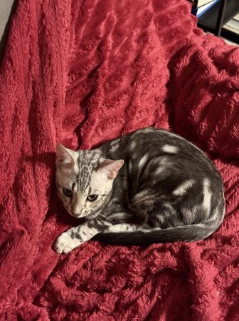 Image de la portée de chaton de l'élévage LA DYNASTIE D&rsquo;AMBRE