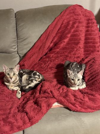 Image de la portée de chaton de l'élévage LA DYNASTIE D&rsquo;AMBRE