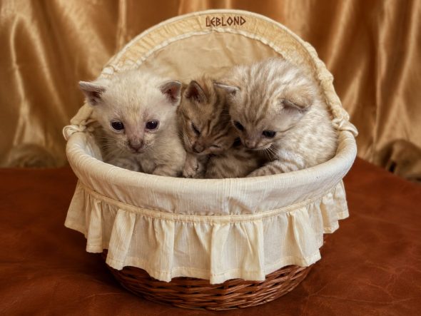 Image de la portée de chaton de l'élévage Royaume des Muses