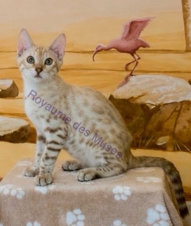 Image de la portée de chaton de l'élévage Royaume des Muses