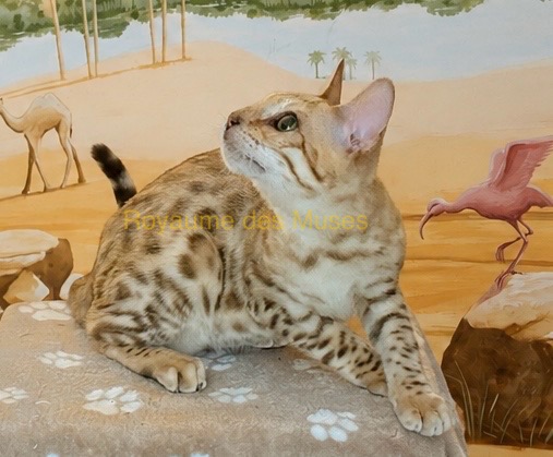Image de la portée de chaton de l'élévage Royaume des Muses