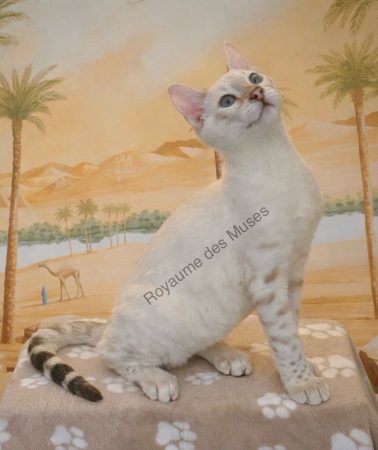 Image de la portée de chaton de l'élévage Royaume des Muses