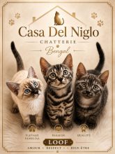 Chatons de race Bengal à vendre chez l'éleveur CASA DEL NIGLO