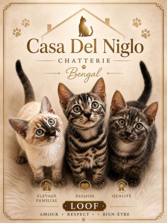 Image de la portée de chaton de l'élévage CASA DEL NIGLO