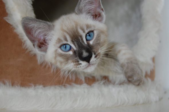 Image de la portée de chaton de l'élévage CASA DEL NIGLO