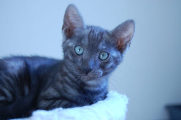 Image de la portée de chaton de l'élévage CASA DEL NIGLO
