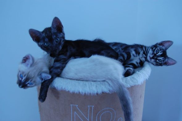 Image de la portée de chaton de l'élévage CASA DEL NIGLO