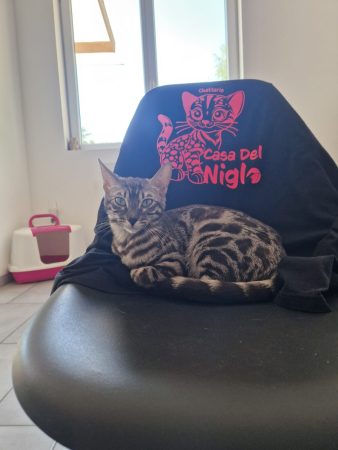 Image de la portée de chaton de l'élévage CASA DEL NIGLO