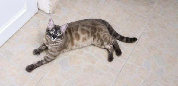 Image de la portée de chaton de l'élévage CASA DEL NIGLO