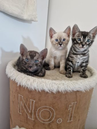 Image de la portée de chaton de l'élévage CASA DEL NIGLO