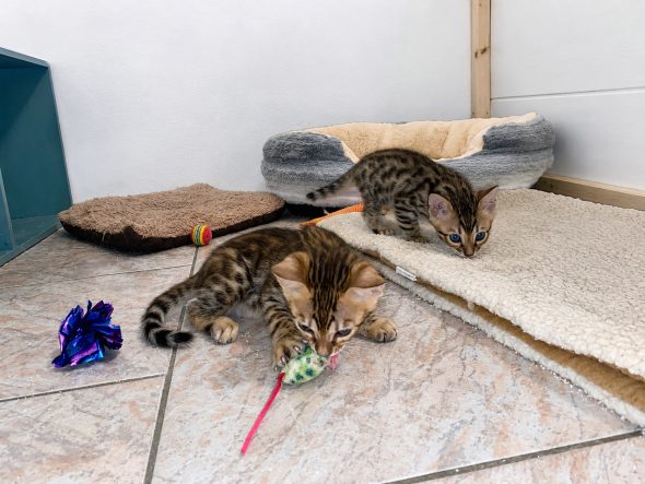 Image de la portée de chaton de l'élévage WILD BEGAL SUN