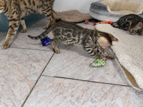 Image de la portée de chaton de l'élévage WILD BEGAL SUN